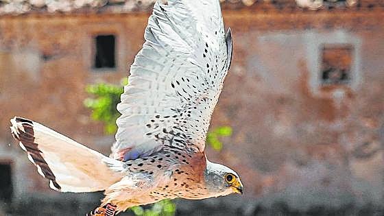 Menos gatos y más tejas para el cernícalo primilla
