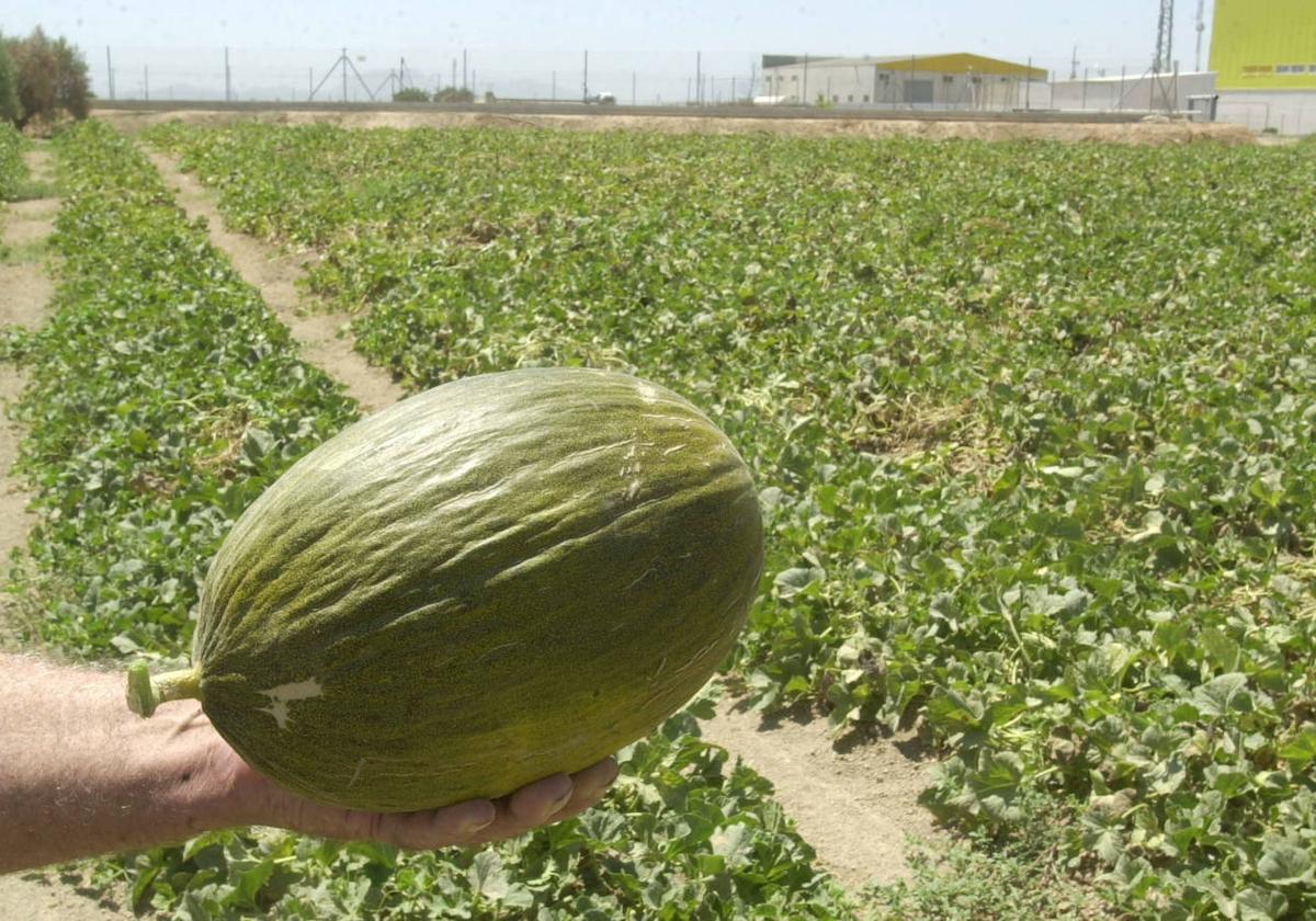 El melón de Torre Pacheco, dulce balón de rugby