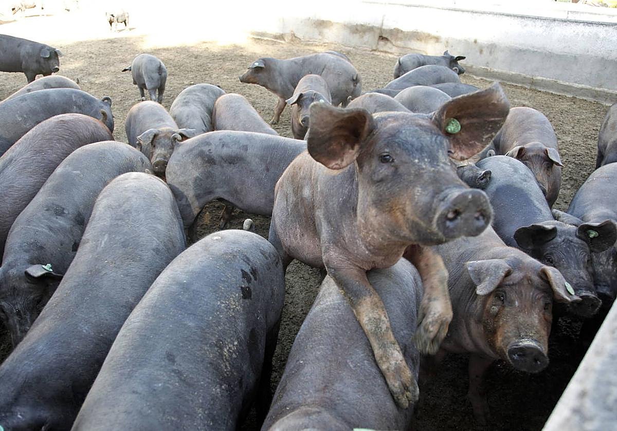 Una granja porcina, en una imagen de archivo.