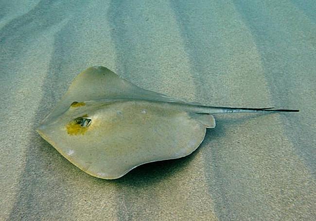 Pastinaca sobre un fondo arenoso.