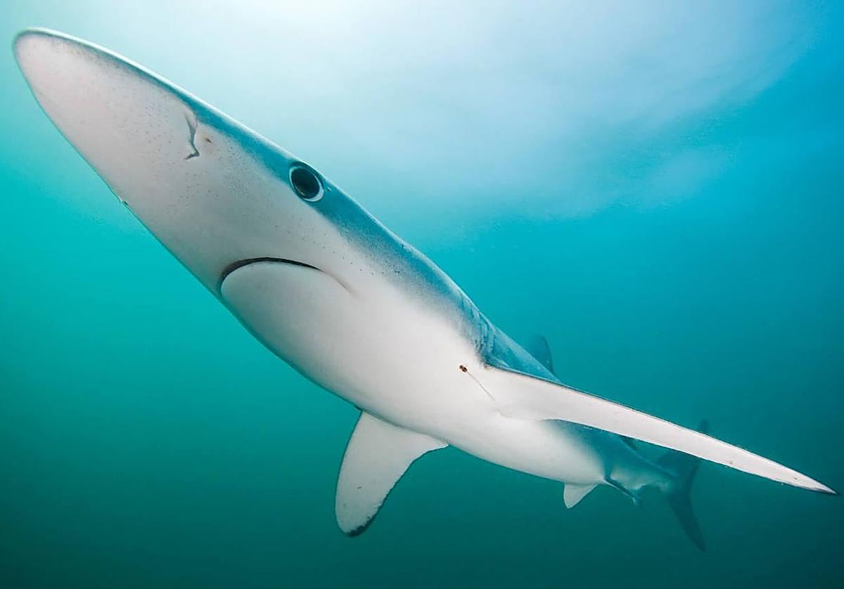 Ejemplar de tintorera, especie avistada en zonas próximas a la costa de San Pedro del Pinatar, Cartagena, La Azohía y Mazarrón.