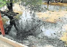 Terreno con olivos de la Huerta de Arriba, en Molina, inundado con un vertido oleaginoso y maloliente.