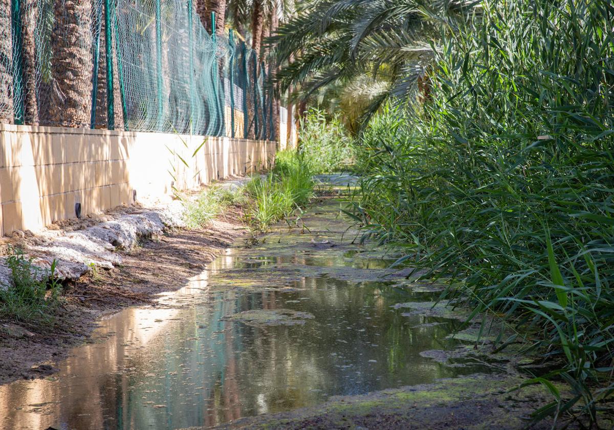 Agua estancada junto al azarbe de las Fuente, en el Palmeral.