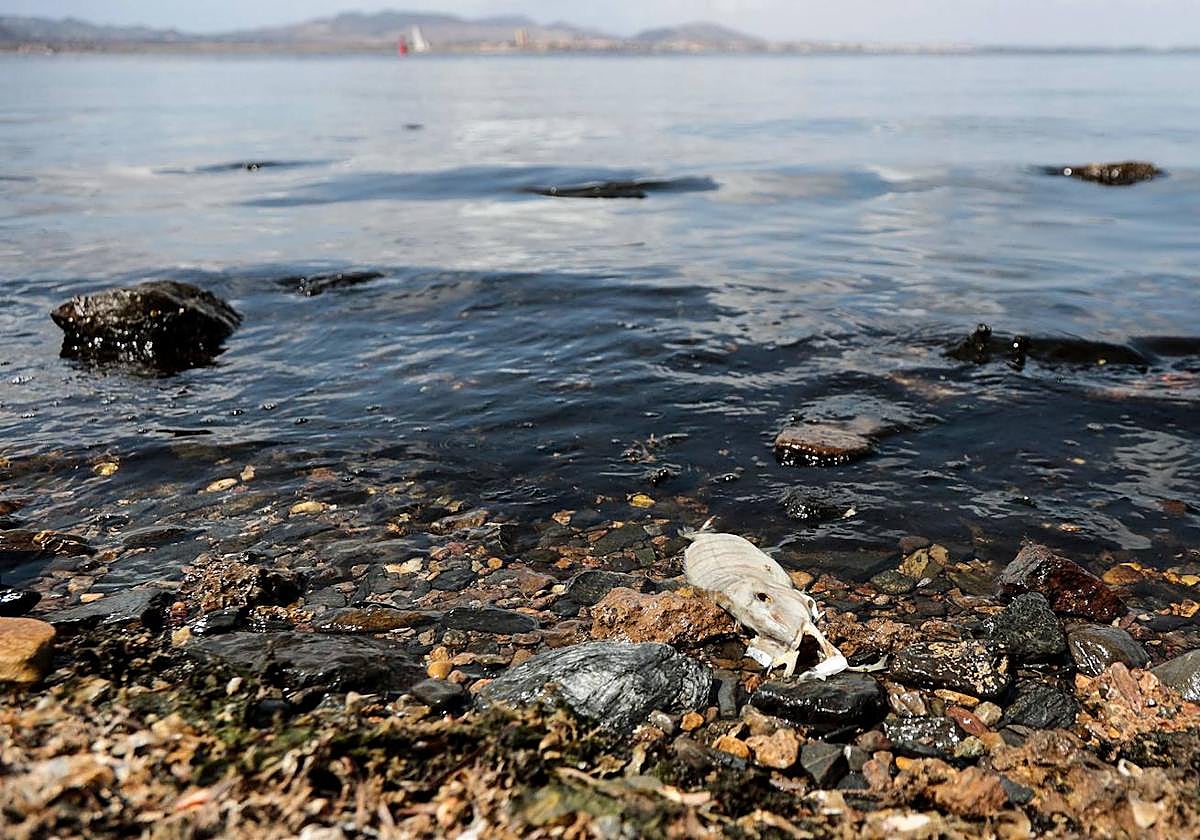 Un pez muerto en la orilla del Mar Menor, en agosto de 2021.