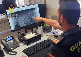 Radiografía realizada al perro.