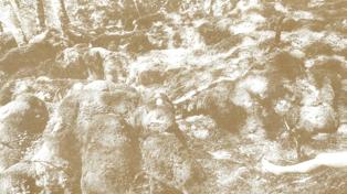 &#039;Cigarra Víbora&#039;