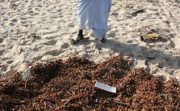 Imagen - Miles de langostas muertas a pie de mar tras una plaga de langostas en Mauritania.