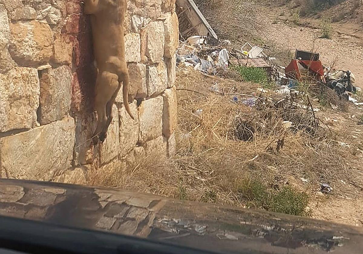 El perro encontrado muerto por la Guardia Civil en Fuente Álamo.