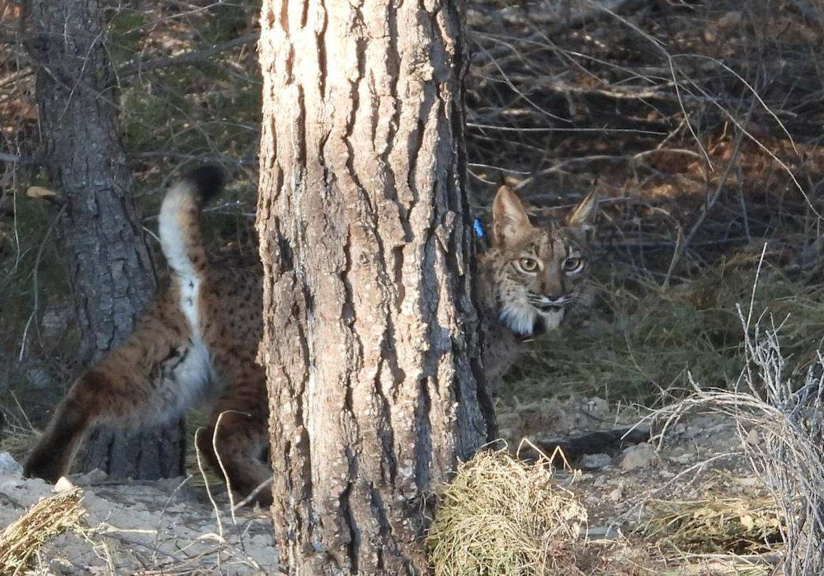 La hembra de lince 'Torrealvilla', cuyo paradero se desconoce.