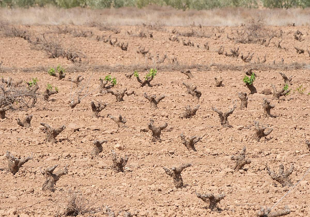 Imagen de archivo de una azona de cultivo.