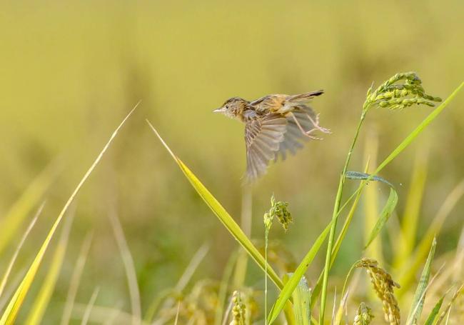 Un buitrón levanta el vuelo entre espigas ya cuajadas de grano, en la vega arrocera de Calasparra.