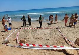 Uno de los posibles nidos de tortuga boba en La Manga, balizado para evitar el pisoteo de los bañistas.