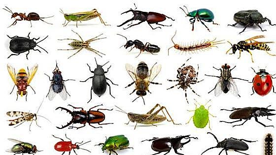 El severo castigo por ganar la guerra contra los insectos