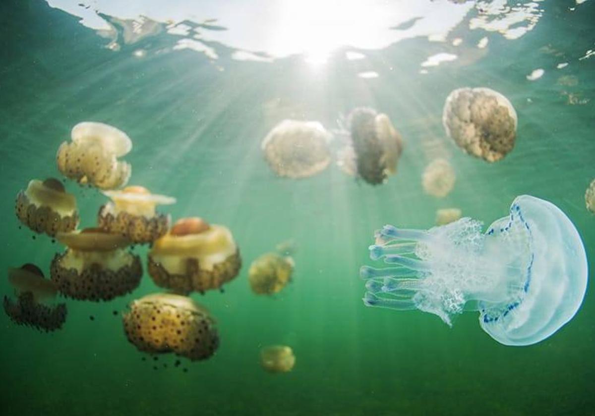 Medusas en el Mar Menor, en una fotografía tomada hace unos días.