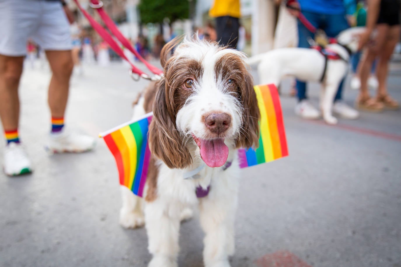 El Orgullo protesta contra la entrada de la ultraderecha en el gobierno de Orihuela