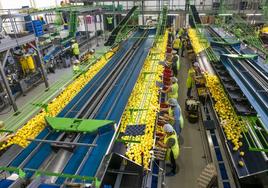 Tratamiento y envasado de limones en la empresa cítricos La Paz, el viernes por la tarde.