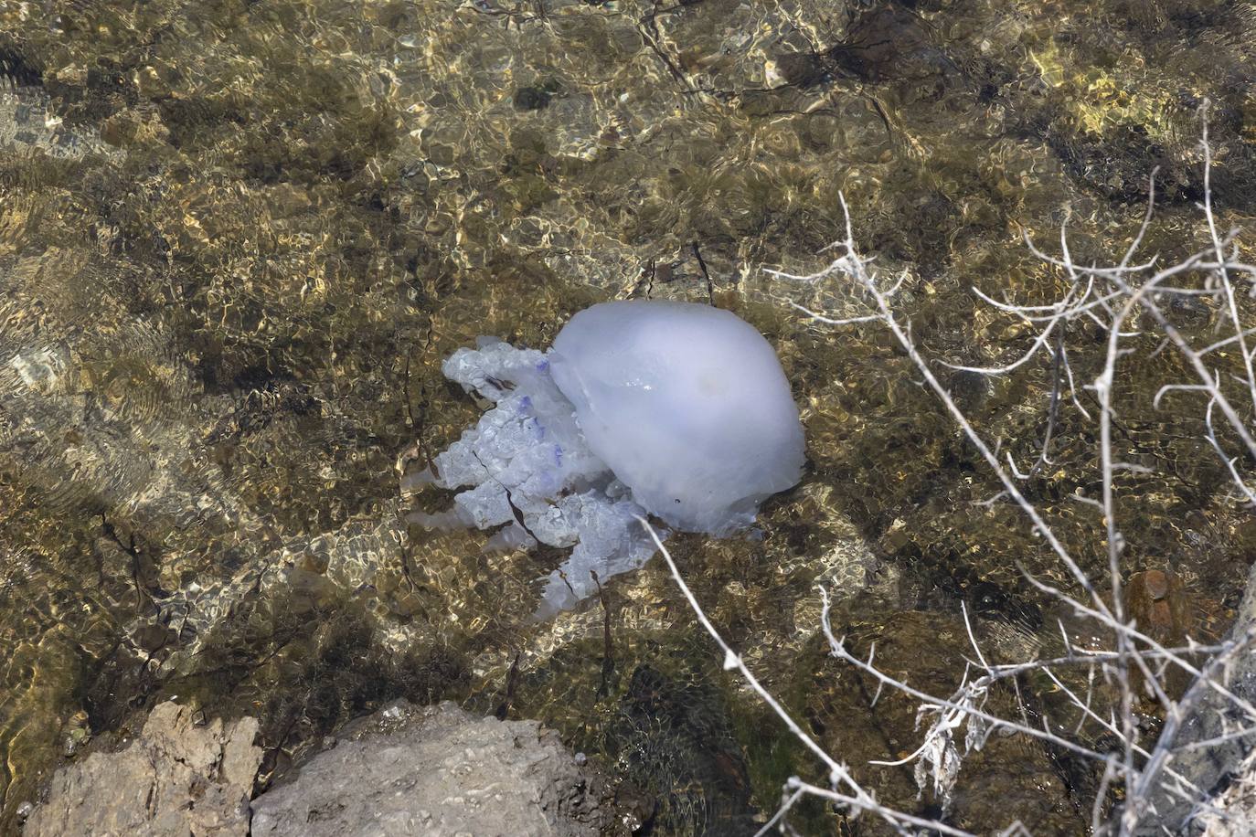 Medusas en el Mar Menor en el inicio de julio