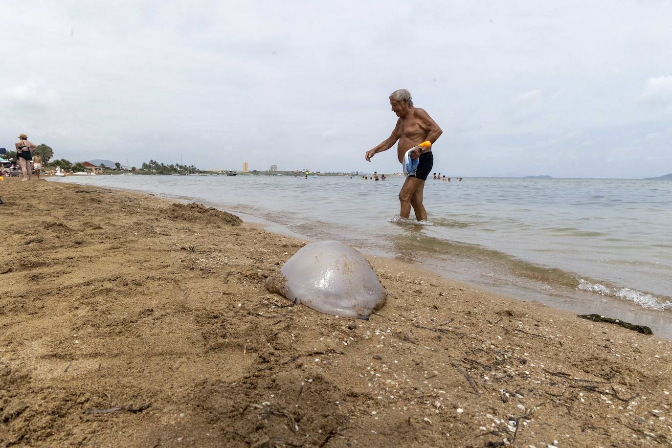 Medusas en el Mar Menor en el inicio de julio