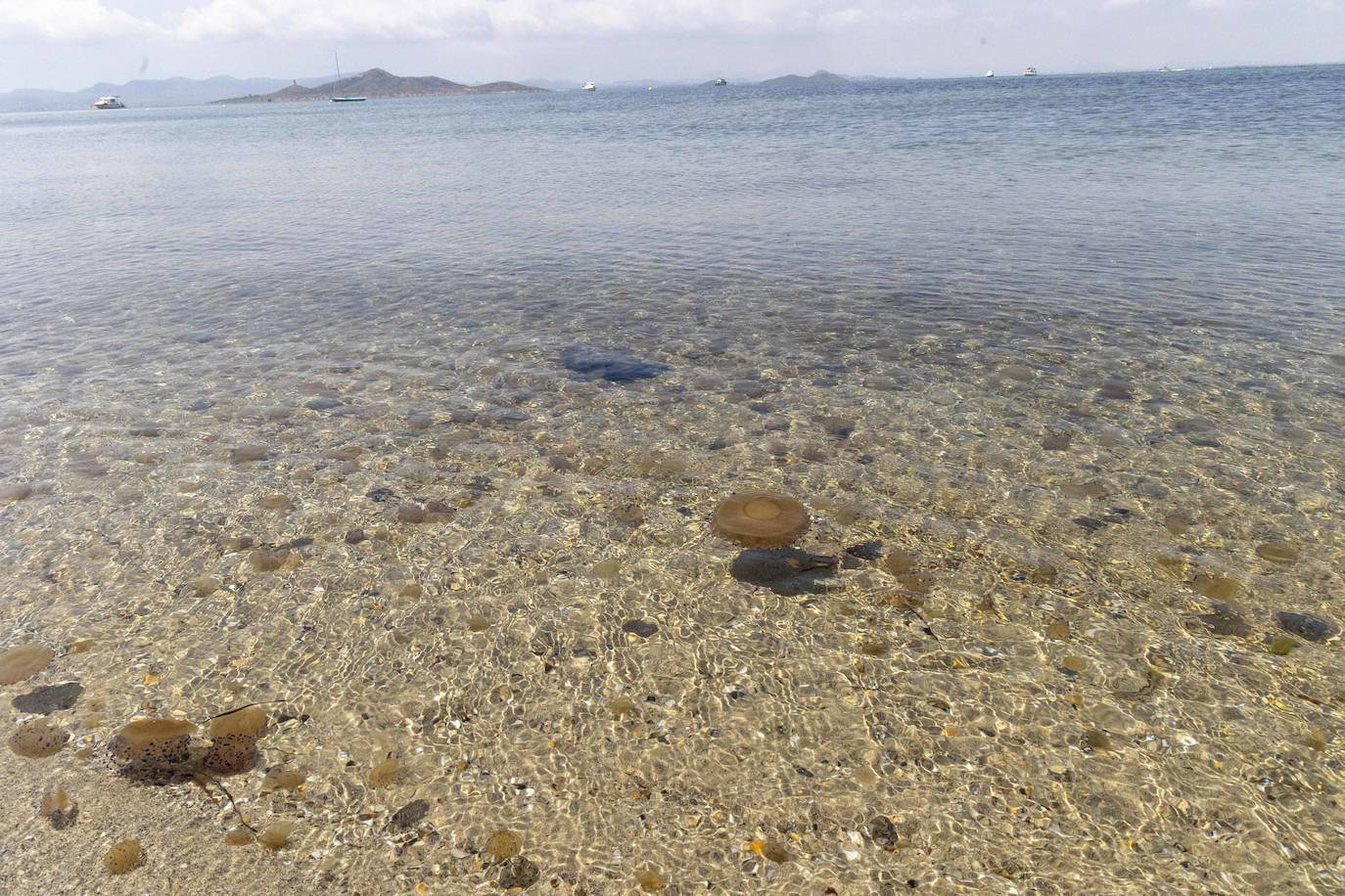 Medusas en el Mar Menor en el inicio de julio