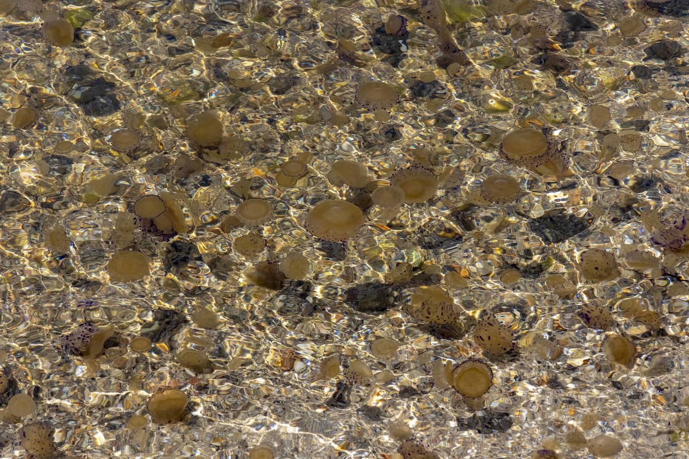 Medusas en el Mar Menor en el inicio de julio