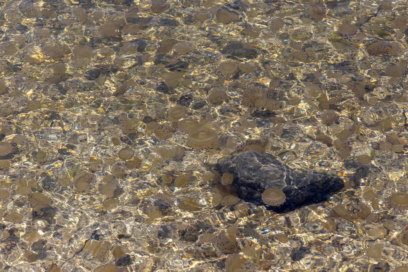 Medusas en el Mar Menor en el inicio de julio