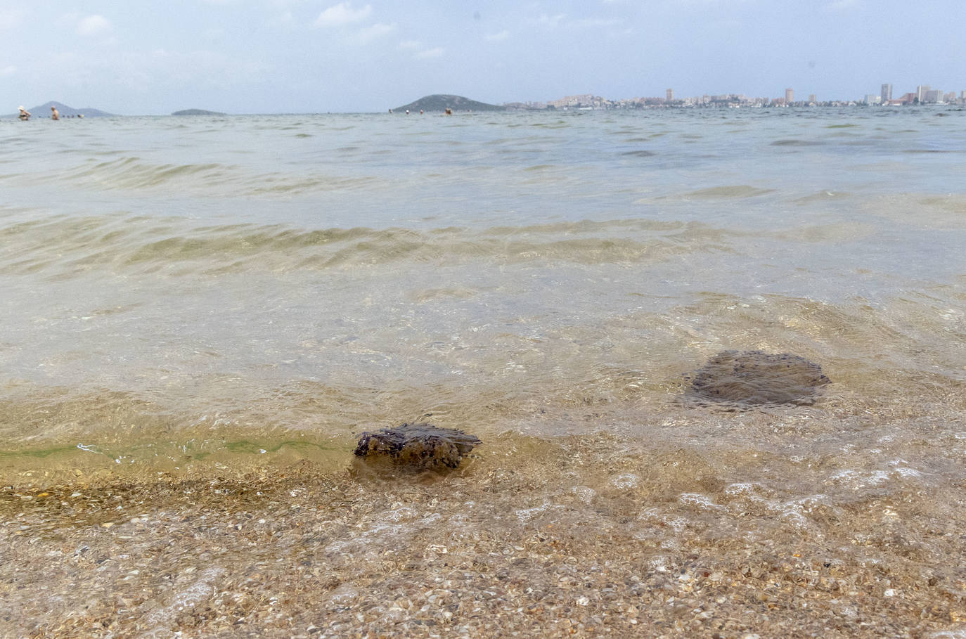 Medusas en el Mar Menor en el inicio de julio