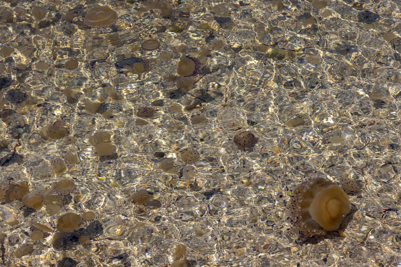 Medusas en el Mar Menor en el inicio de julio