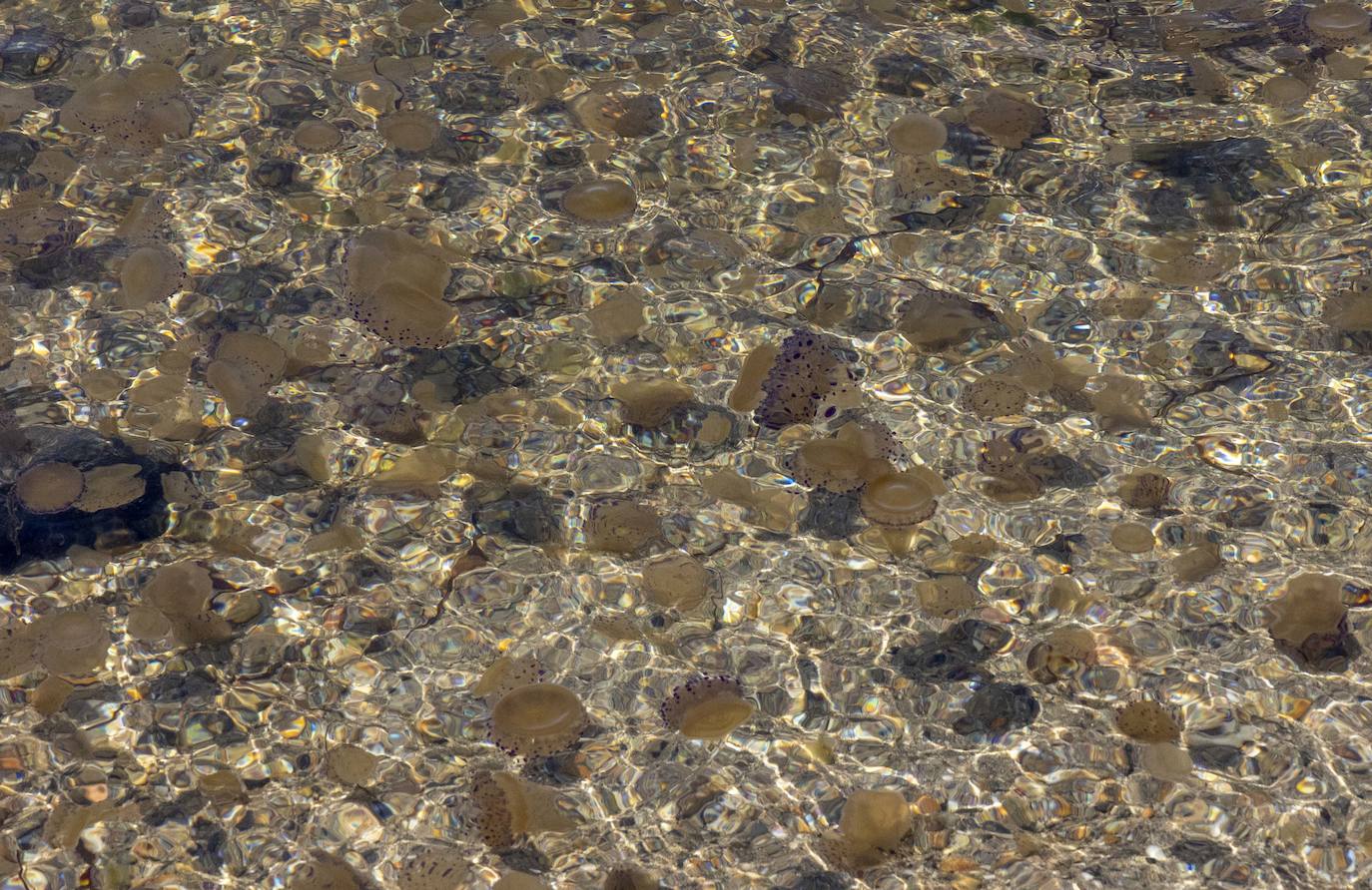 Medusas en el Mar Menor en el inicio de julio