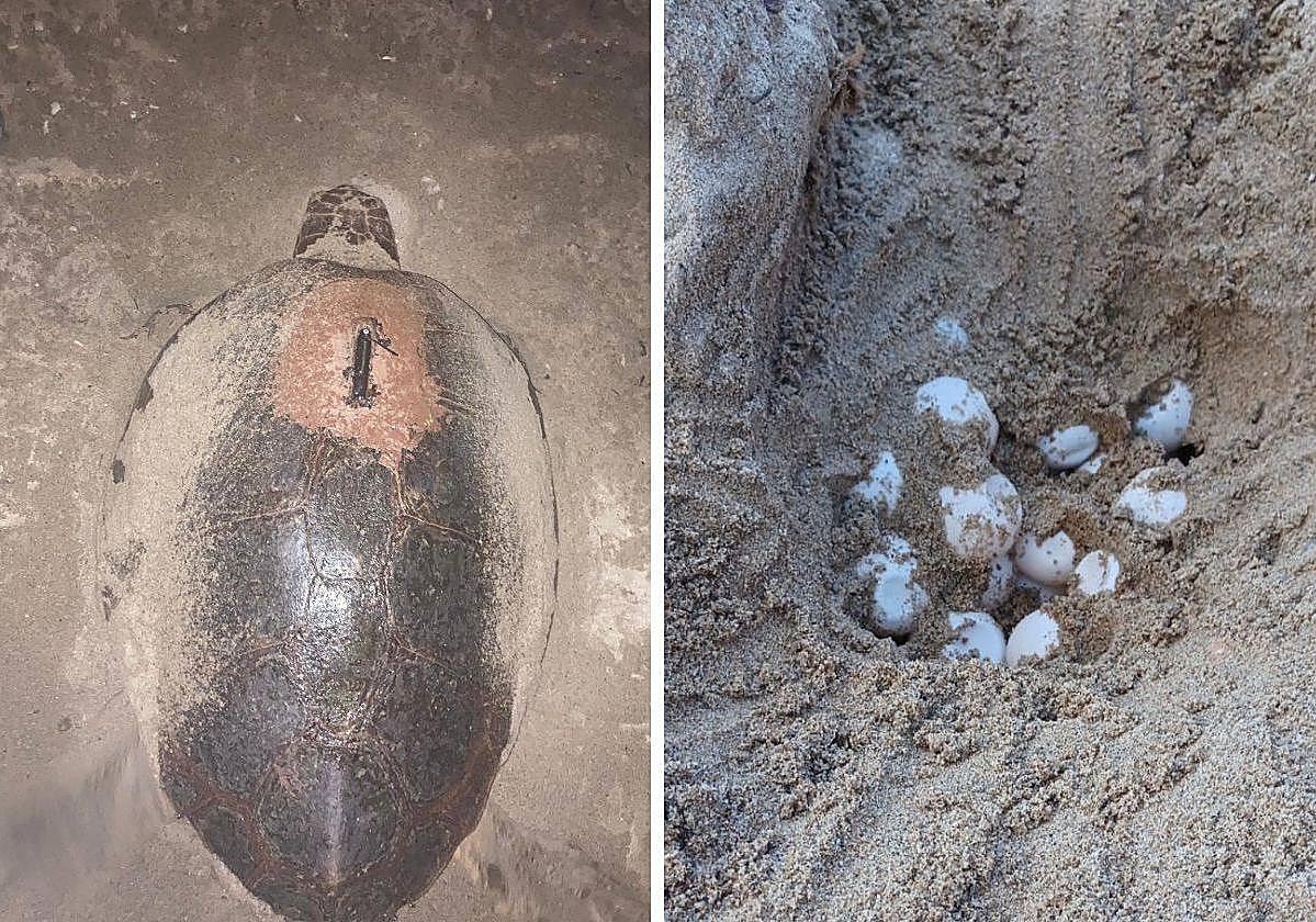 La tortuga boba y los huevos localizados en un nido en Isla Plana.
