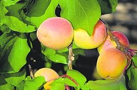 El albaricoque, un fruto pequeño pero 'matón'