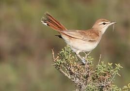 Alzacola marcado con una anilla en el entorno de la Chimenea de la Loma.