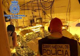 Agentes analizando una plantación de marihuana hallada en una de las viviendas.