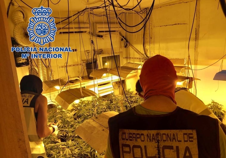 Agentes analizando una plantación de marihuana hallada en una de las viviendas.