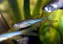 Ejemplares de pez cebra.