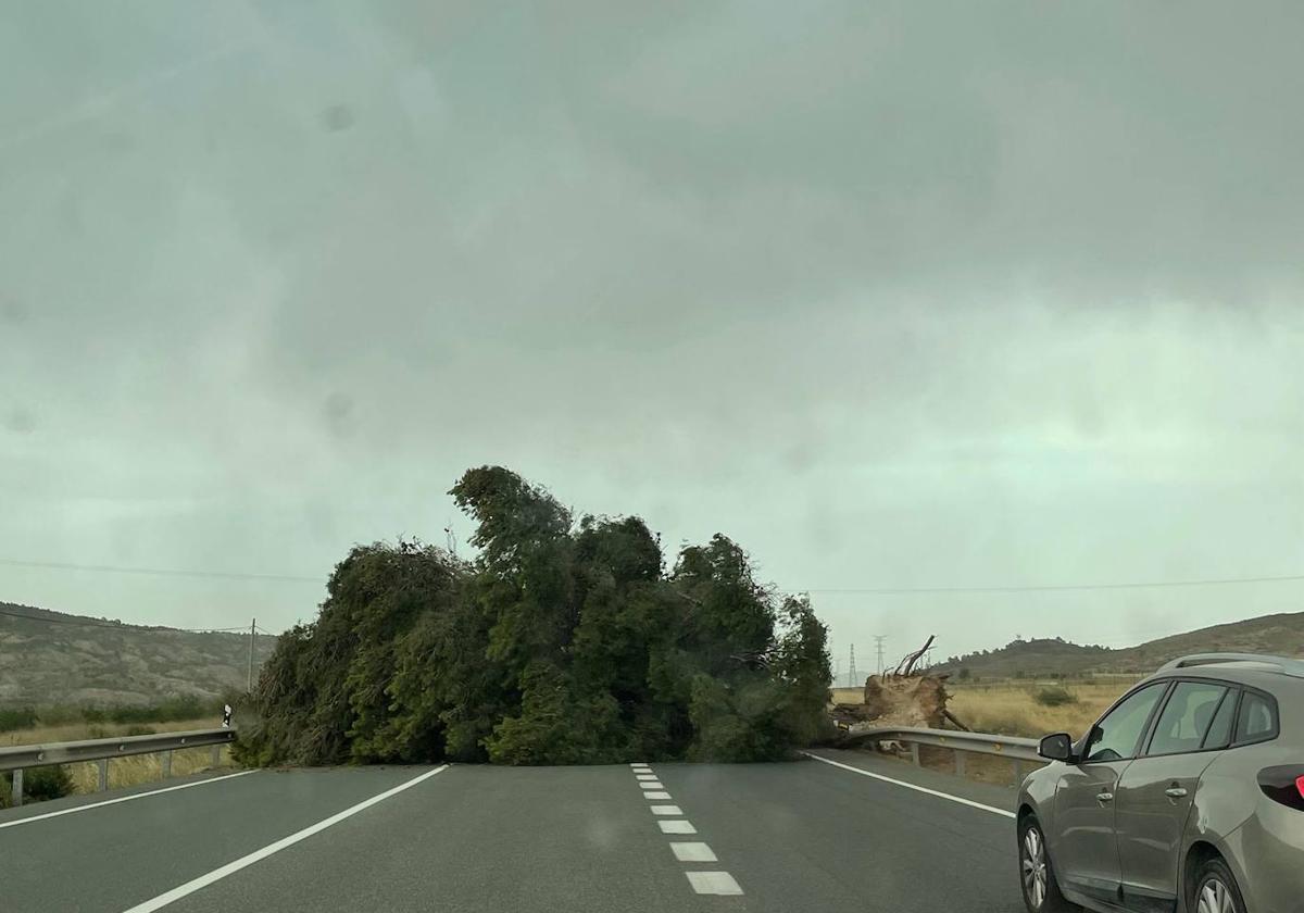 El árbol caído en mitad de la carretera en Jumilla.