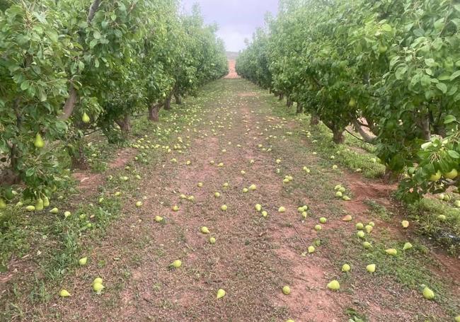 Los fuertes vientos provocan la caída masiva de peras en una zona de cultivo.