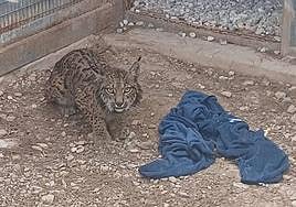 En la imagen, el lince 'Tejo', en el Centro de Recuperación de Fauna de El Valle. En vídeo, el animal en una casa de campo de las Tierras Altas de Lorca.