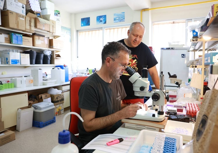 José Morales (sentado) y Francisco Collantes, profesor de Zoología en la UMU, observan un ejemplar de mosquito tigre al microscopio.