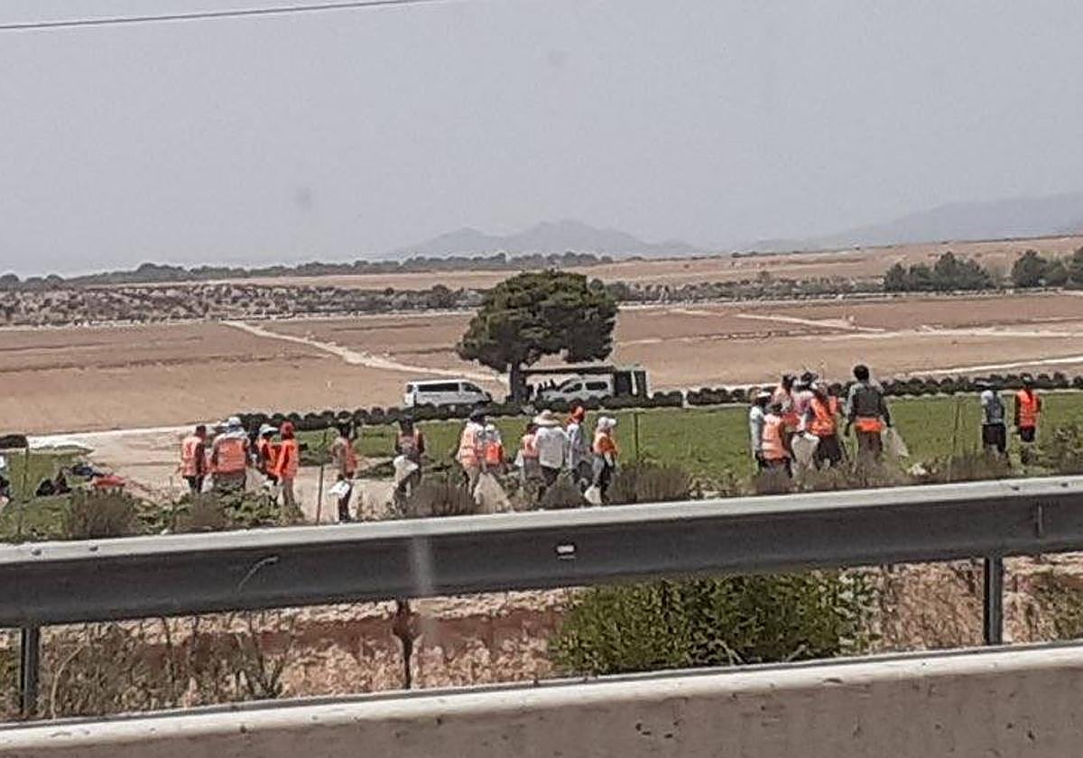 Jornaleros trabajan en el campo este miércoles en pleno aviso rojo por calor.