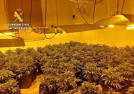 Plantas de marihuana incautadas en Beniel.