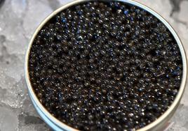 Caviar, el oro negro