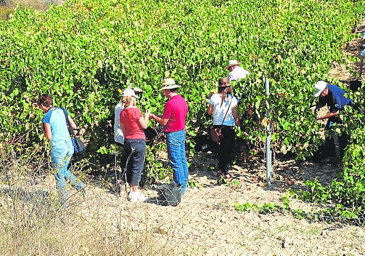 En sus viñedos se cuida hasta el más mínimo detalle.