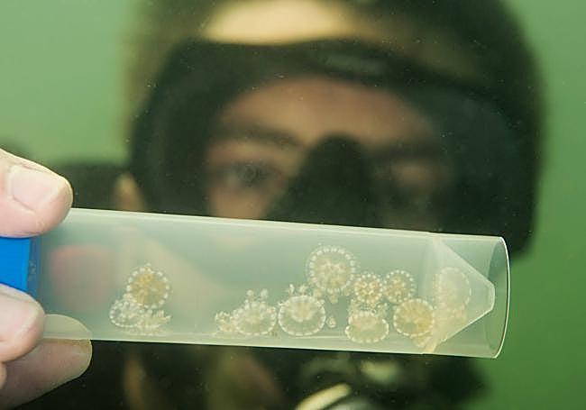 Ejemplares inmaduros de medusa invertida ('Cassiopeia xamachana'), una especie tropical que vive en manglares y zonas someras.