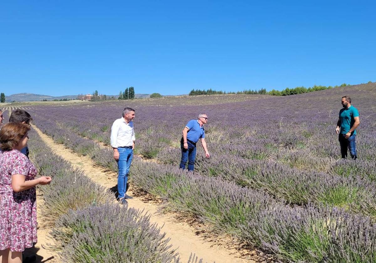 Antonio Luengo (segundo por la izquierda) se reunió ayer con representantes del sector de las plantas aromáticas para hablar de las oportunidades de futuro y de las vías de solución a sus problemas.