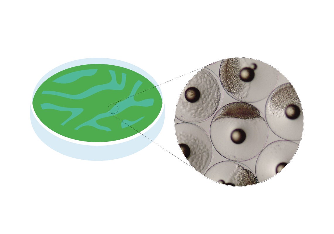 Scroll Story imagen 0