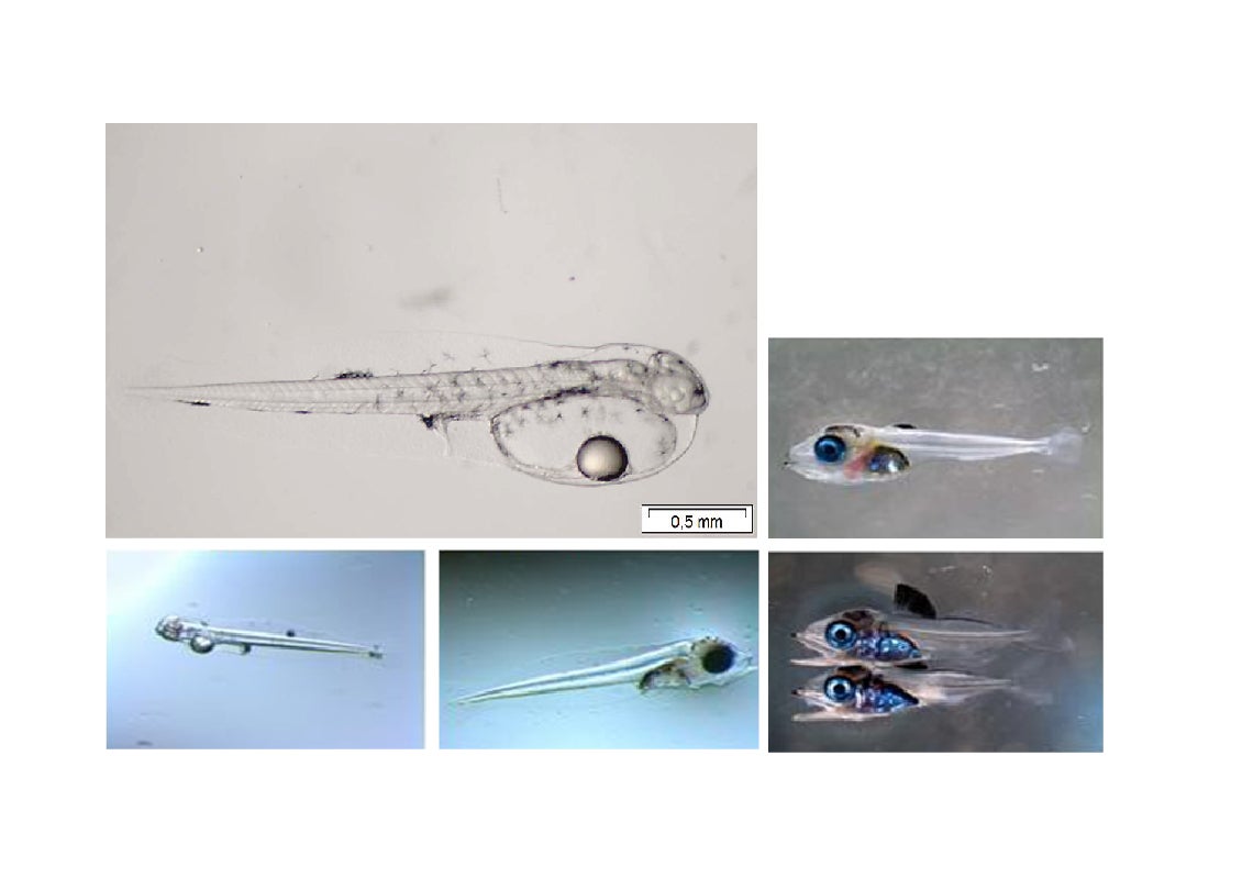 Scroll Story imagen 4