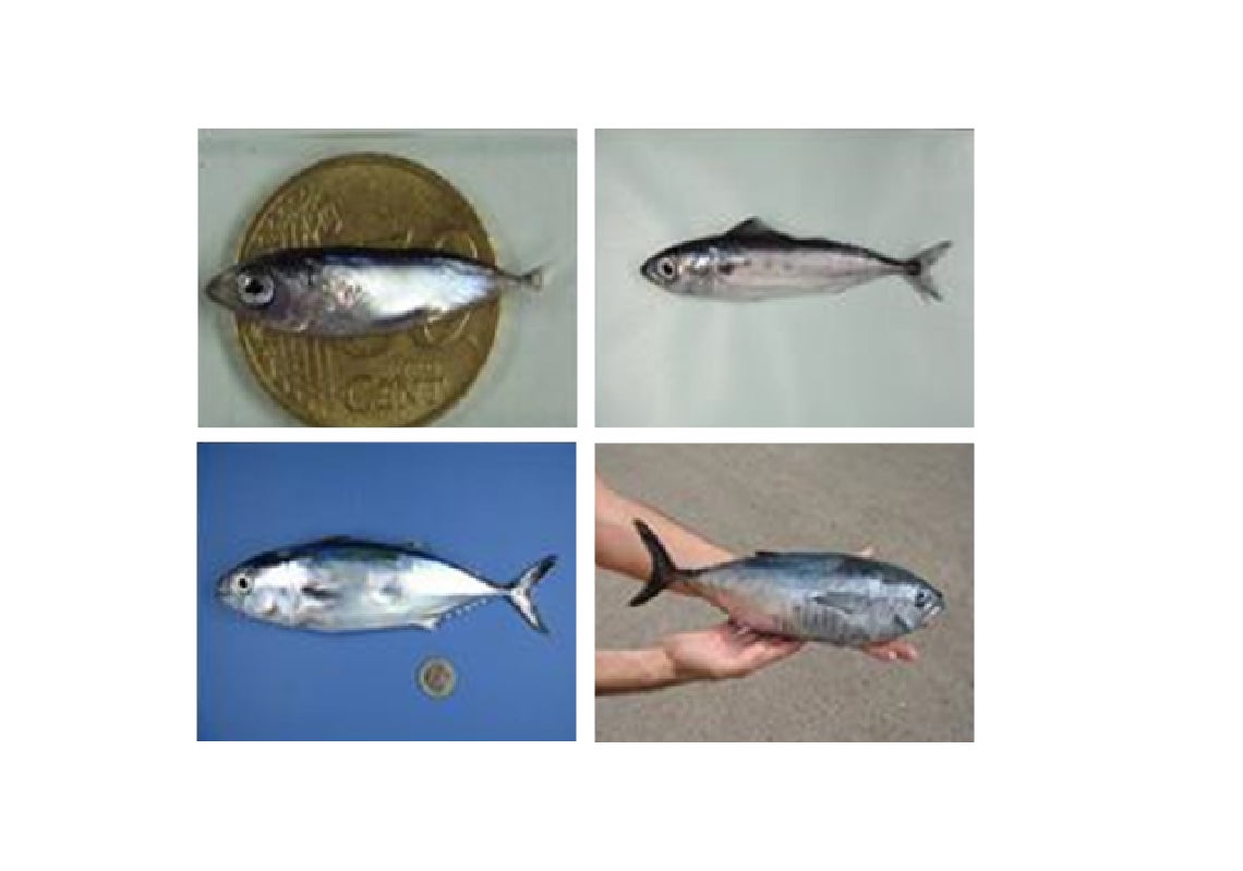 Scroll Story imagen 5