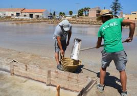 Recogida de la primera cosecha de flor de sal en las salinas de Marchamalo, al sur del Mar Menor.