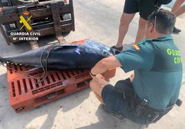 Un agentes de la Guardia Civil con el atún rojo incautado.