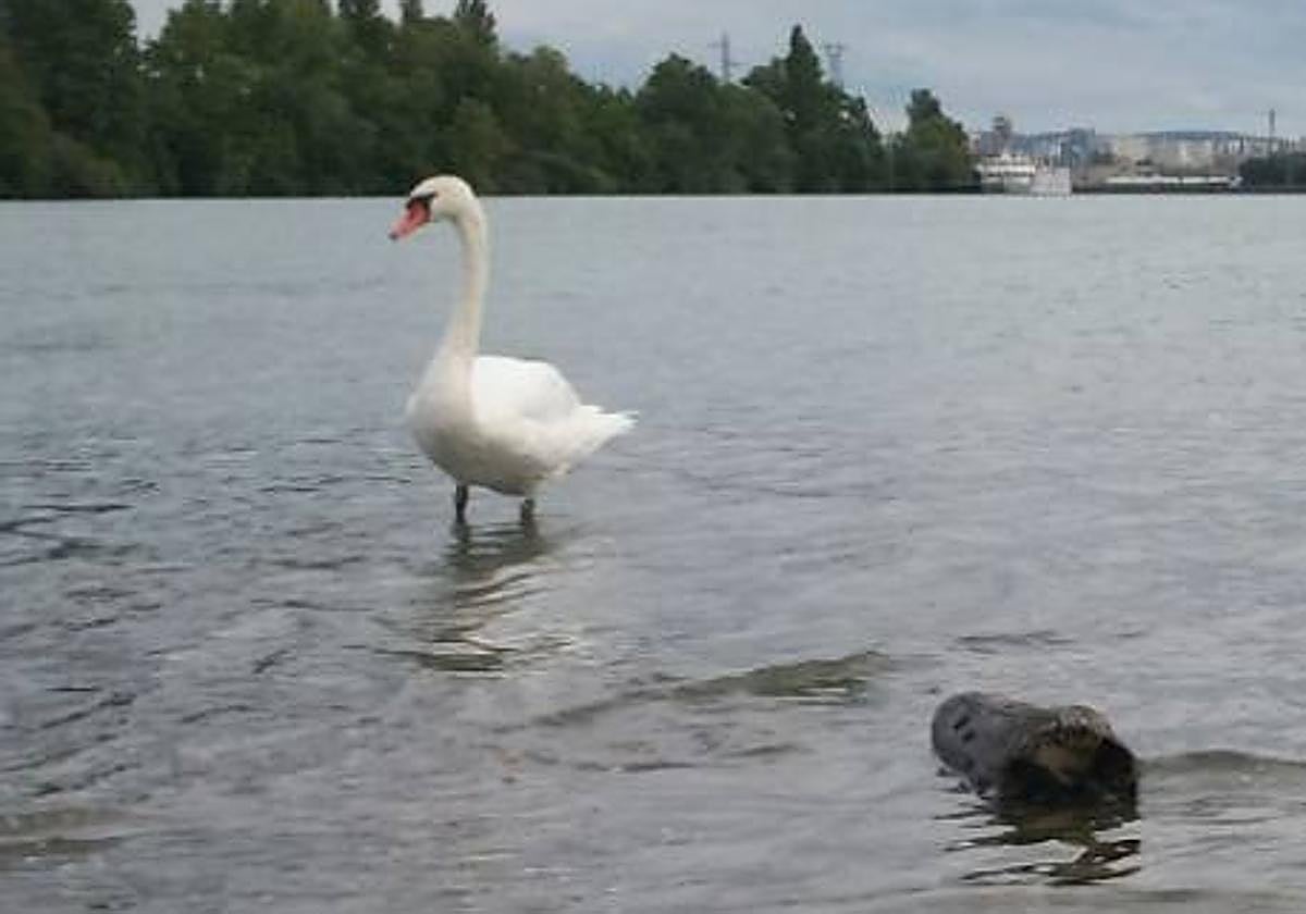 Un gamberro hiere de muerte a un cisne